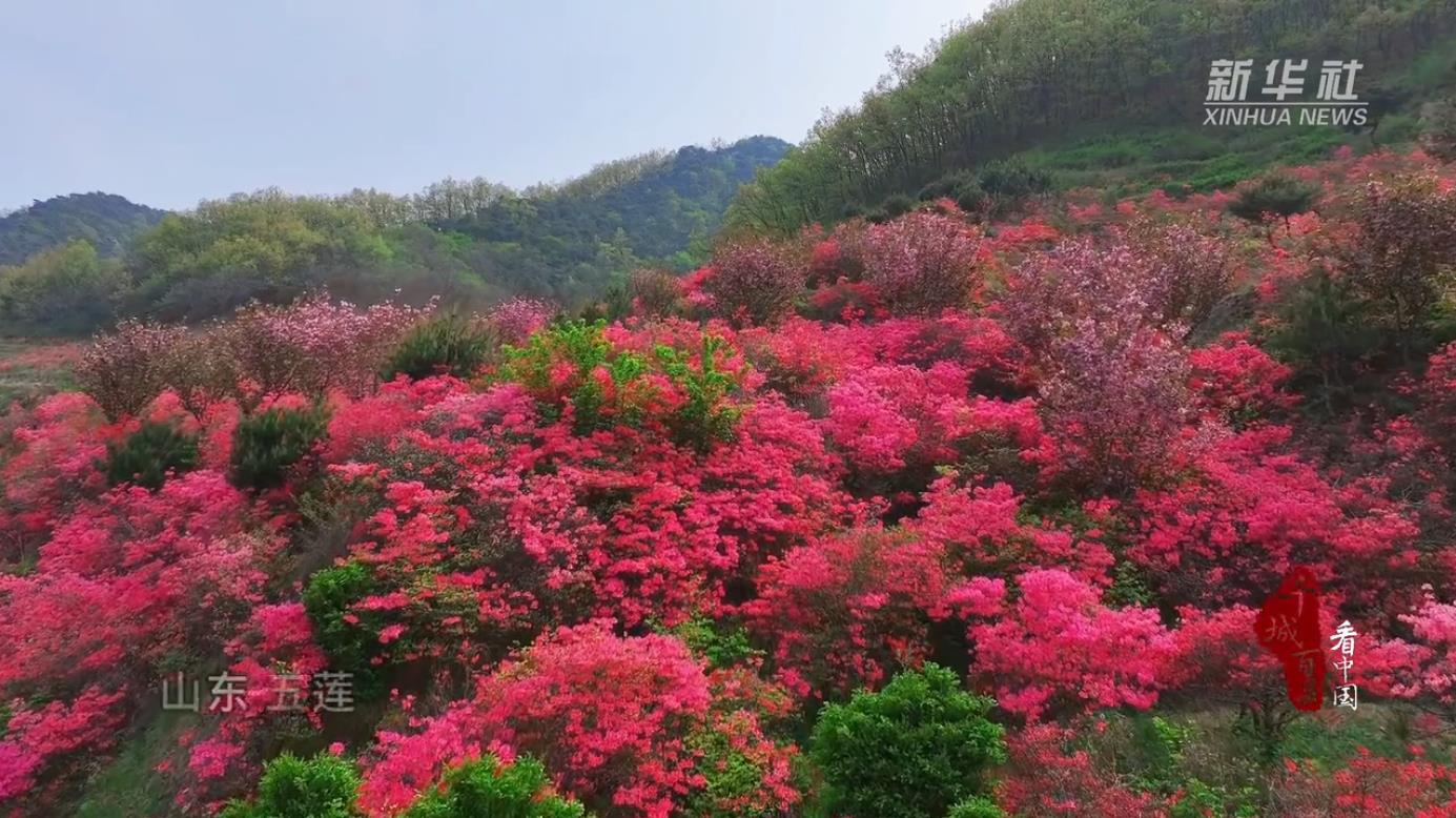千城百县看中国丨山东五莲：杜鹃花开 春满人间